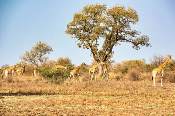 Parc national de Zakouma