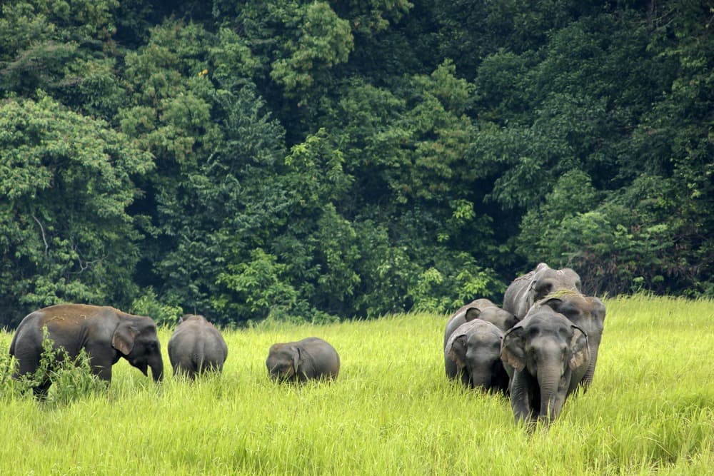 Khao Yai National Park