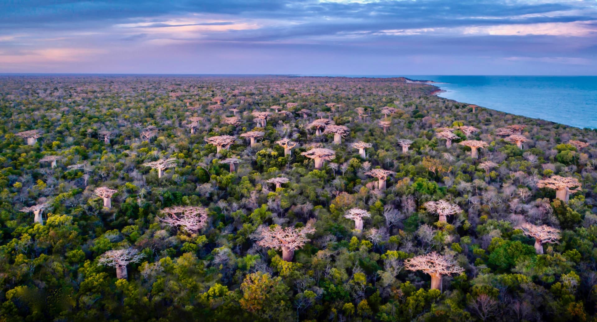 Voyages d'auteur avec Détours Madagascar, Cyrille Cornu propose deux voyages à la découverte des baobabs