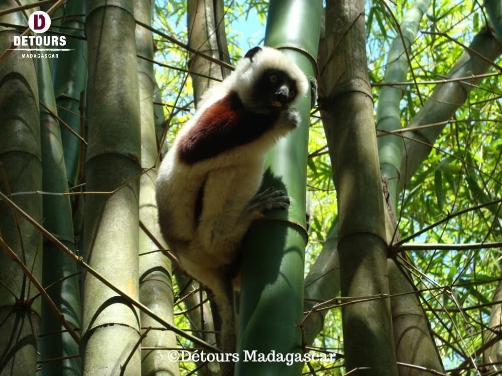 La préservation de la biodiversité de l’île de Nosy Be