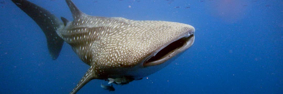 baleine rand eau