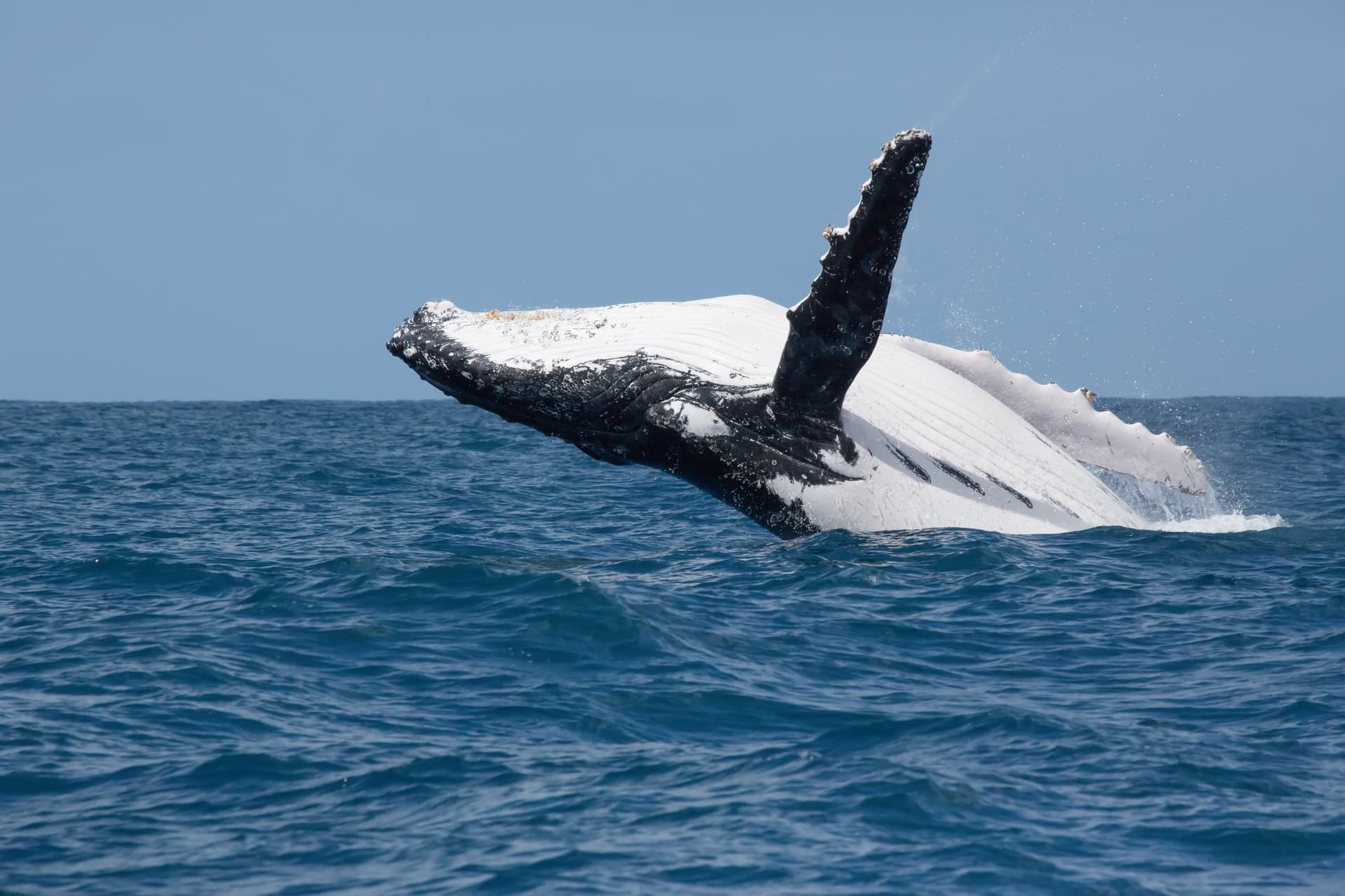 Comment, quand et où voir les baleines à bosse de Madagascar ?