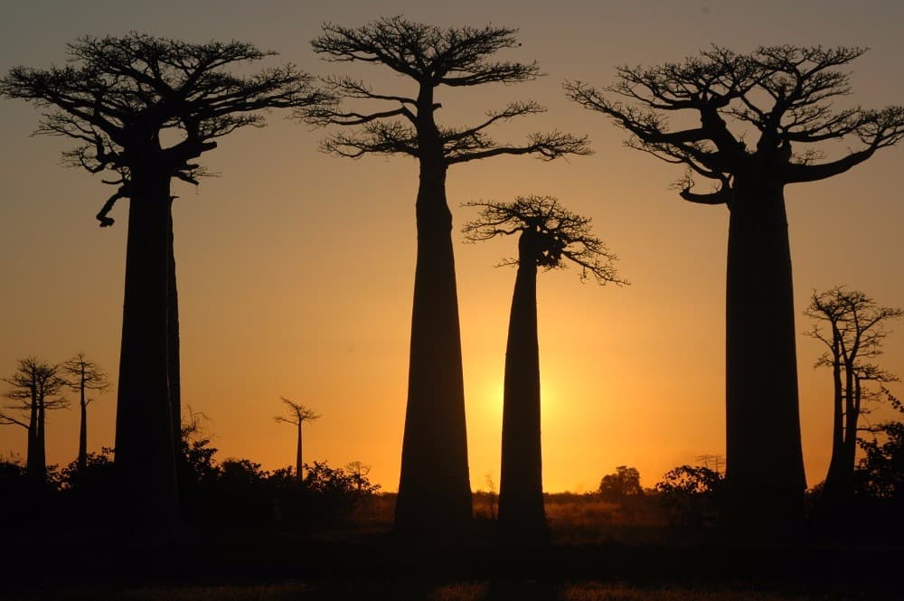 detours madagascar morondava