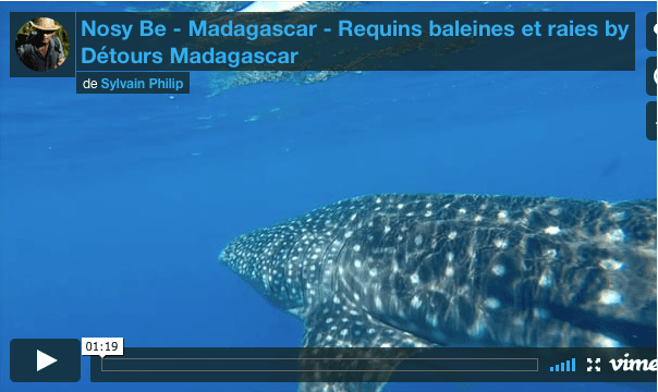 Requin Baleine, raies, baleine, tortues, dauphins … L’exceptionnel est à Nosy Be