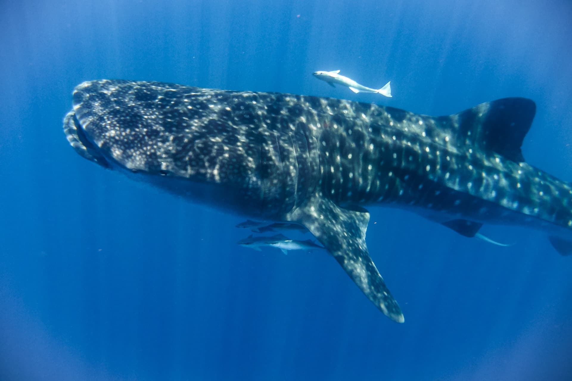 Comment, quand et où voir les requins baleines à Madagascar ?