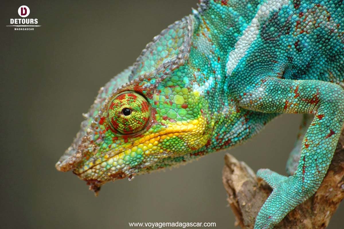 Les caméléons de Madagascar