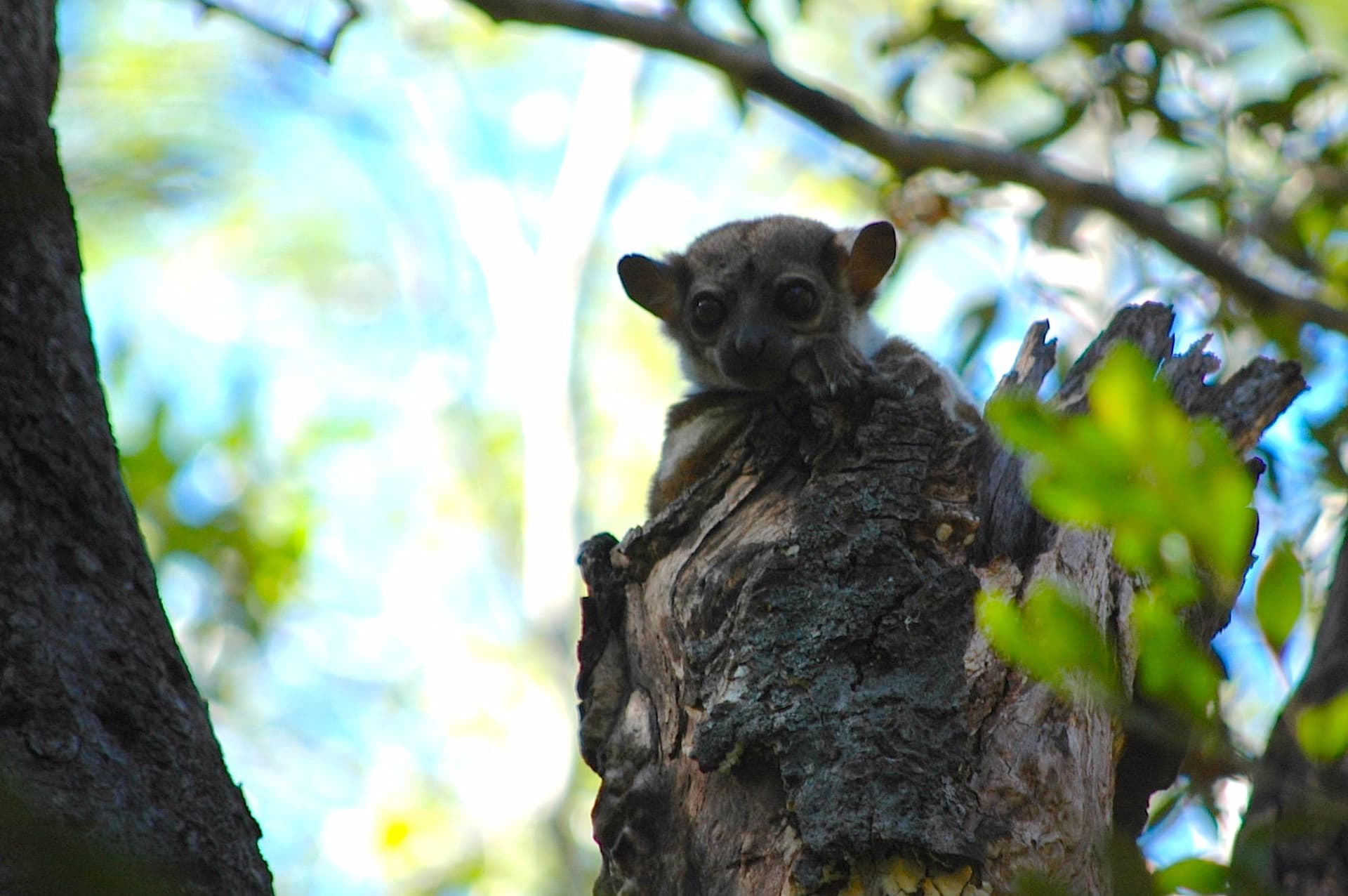 detours madagascar ankarafantsika