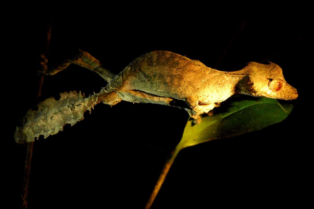 detours madagascar parc national ranomafana1