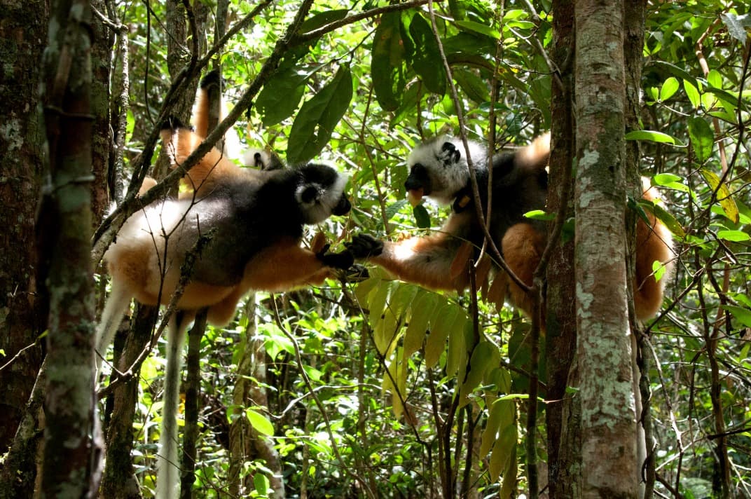 detours madagascar parc national andasibe