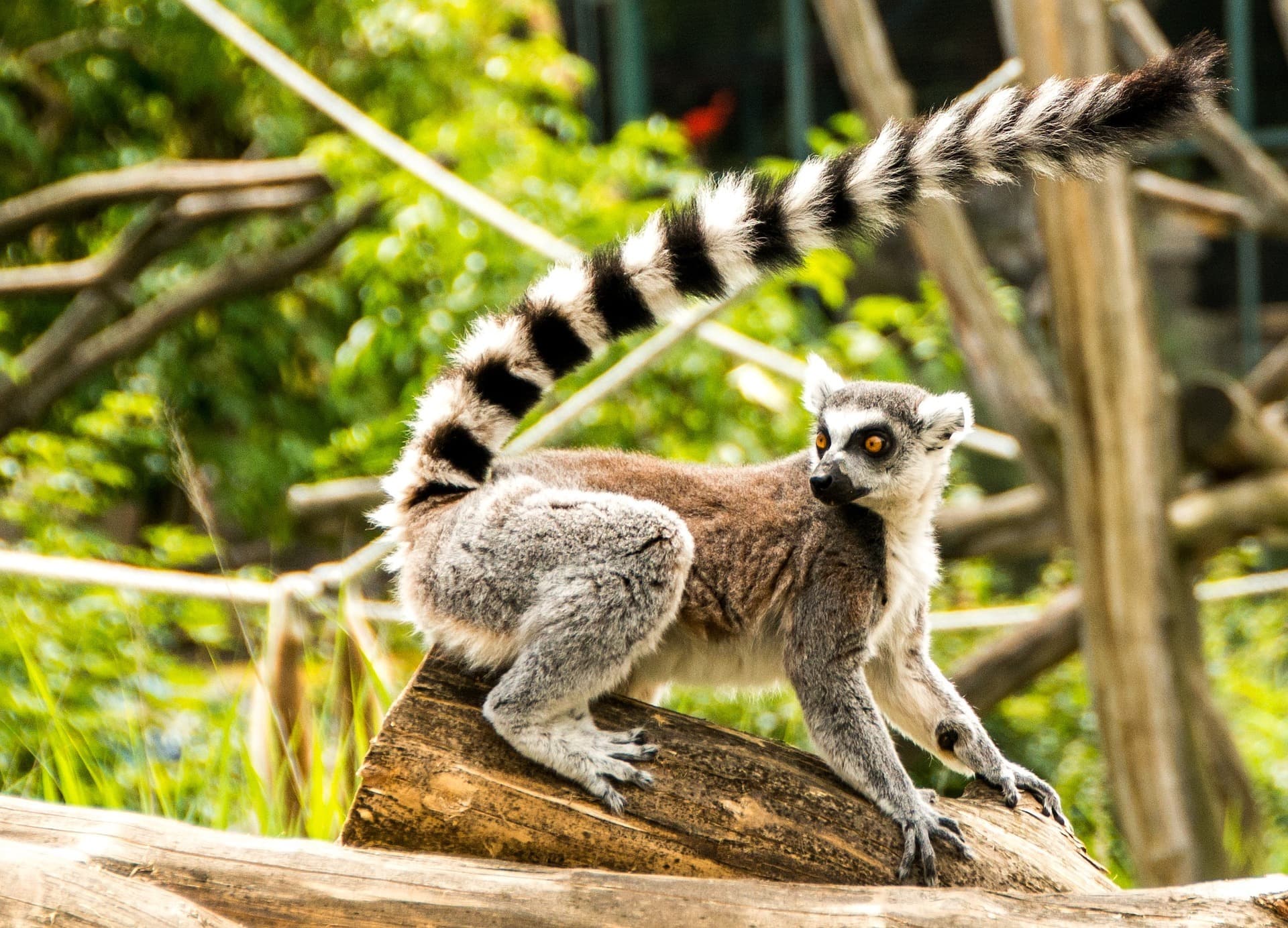 Les animaux à voir à Madagascar