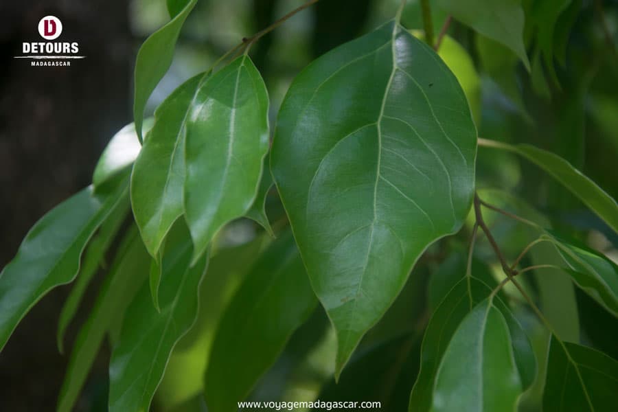 Le Ravintsara : le X-man des plantes