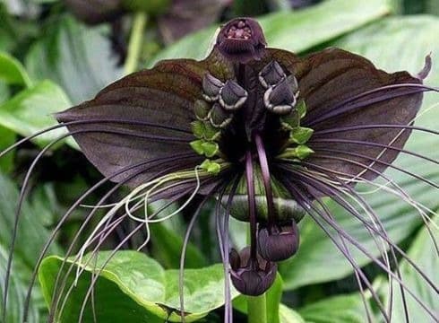 Madagascar : l’île aux orchidées