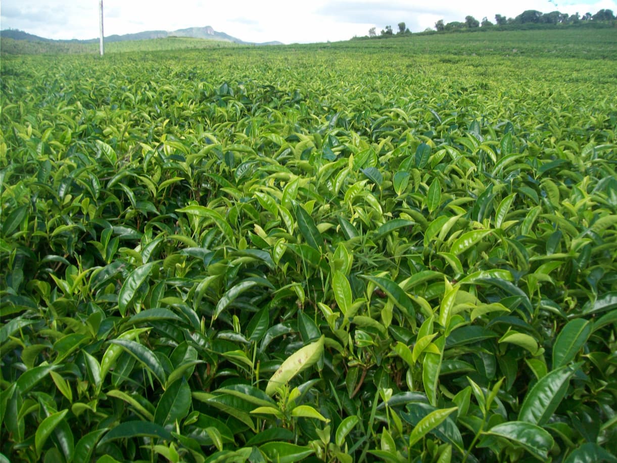 Sahambavy : L’unique plantation de thé de Madagascar...
