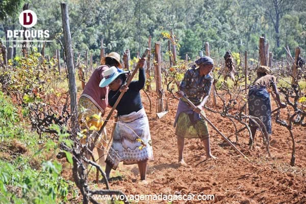 Fianarantsoa, et ses terres viticoles